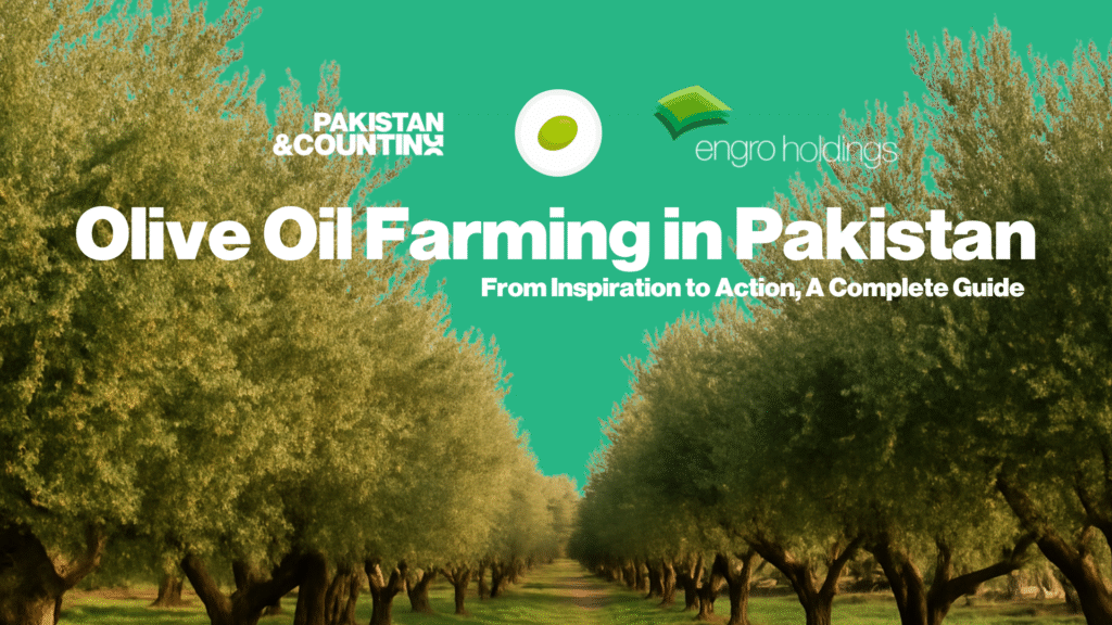 Olive Oil Farming In Pakistan — Pakistan & Counting industry deck