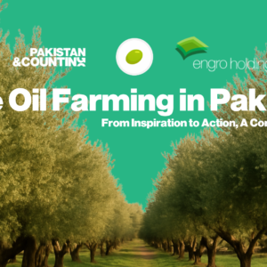 Olive Oil Farming In Pakistan