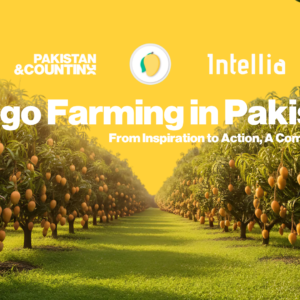 Mango Farming in Pakistan